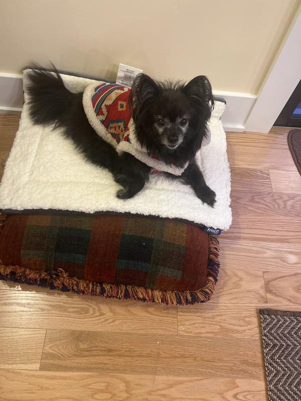 Jigs, on her new mat in her new Western (though we think it looks like a Mexican tile) coat