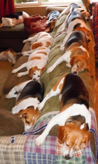 Snoozing after dinner
