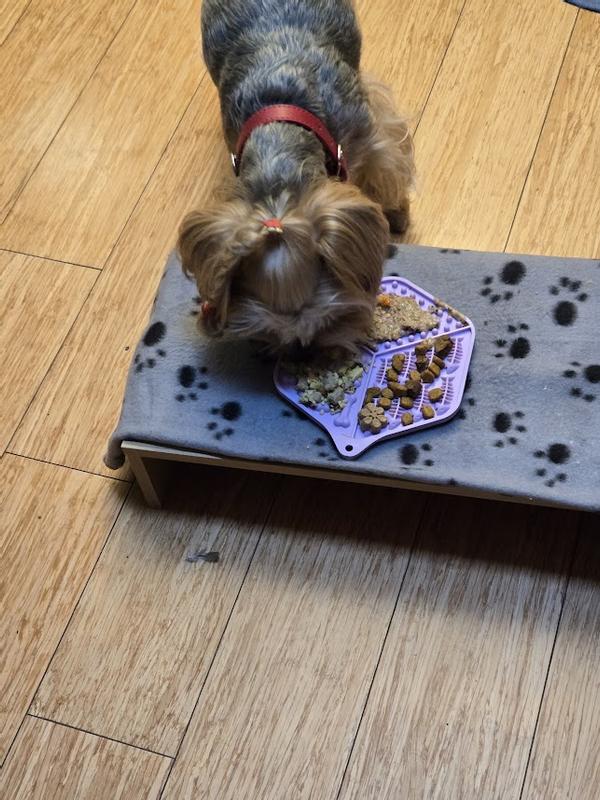 Choosing Nom Nom over routine wet and dry food.
