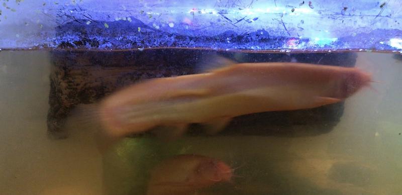 Bart swimming in front of his floating log