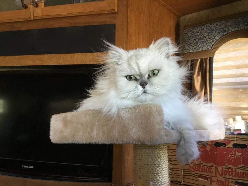 FRISCO High Sided Cat Litter Box, Navy, Extra Large 24in