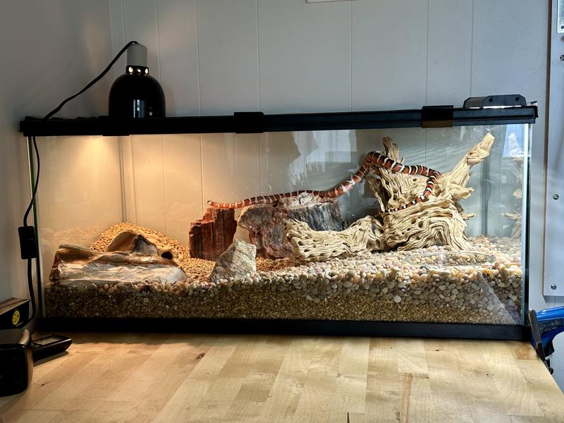 Medusa in her enclosure