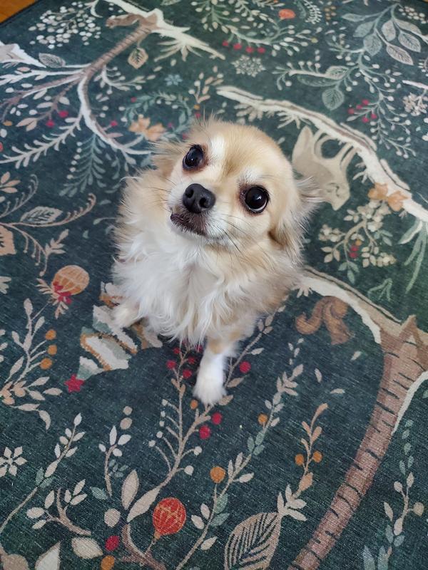 "Pleeaassee can I have more momma??"