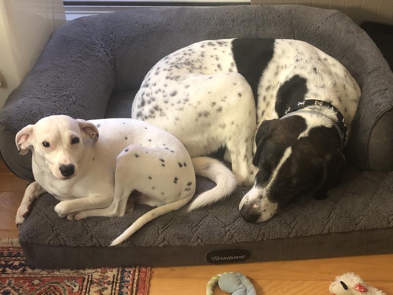 Tested on our three pups plus a visitor!