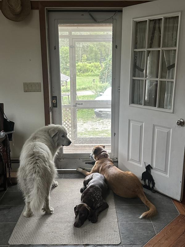 waiting for their treat