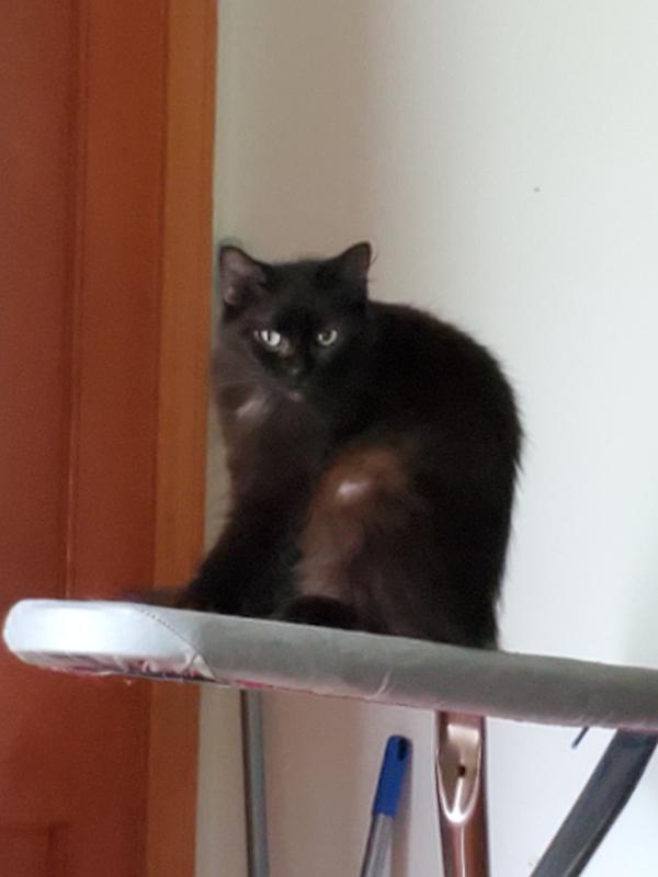 Moonshadow on the mend!