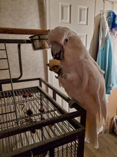 Jack eating a banana