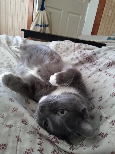Mittens "Thanks for switching back to my favorite litter Mom"