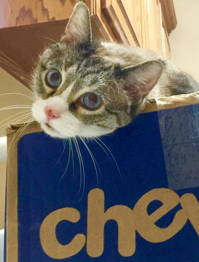 Frankie always happy with Chewys quick delivery