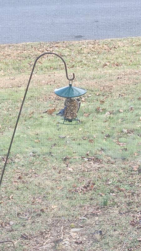 A white-breasted nuthatch shared the feeder with a downy woodpecker. This seed log has wide appeal