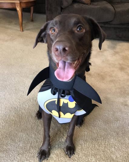 Discontinued - RUBIE'S COSTUME COMPANY Classic Batman Dog & Cat Costume ...