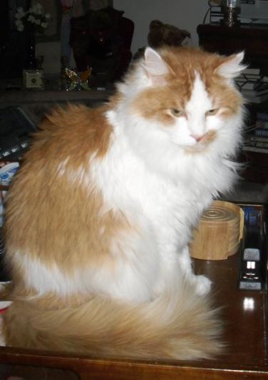 Chaz, the teenage cat