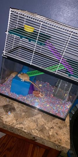 Hamster cage topper 10 gallon outlet aquarium