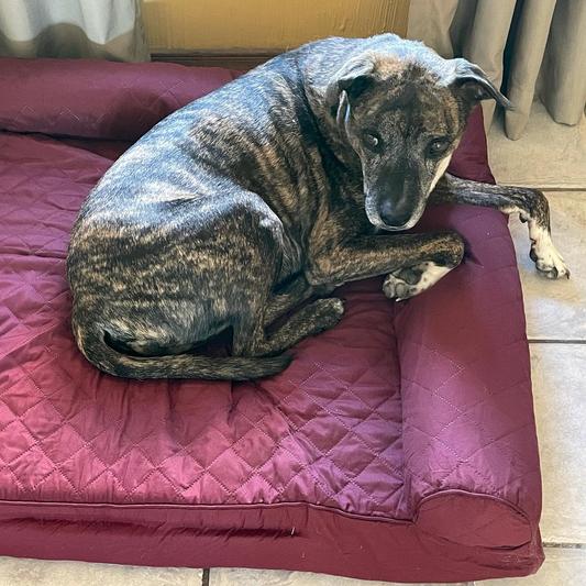 Just out of the package and he climbed right on it!