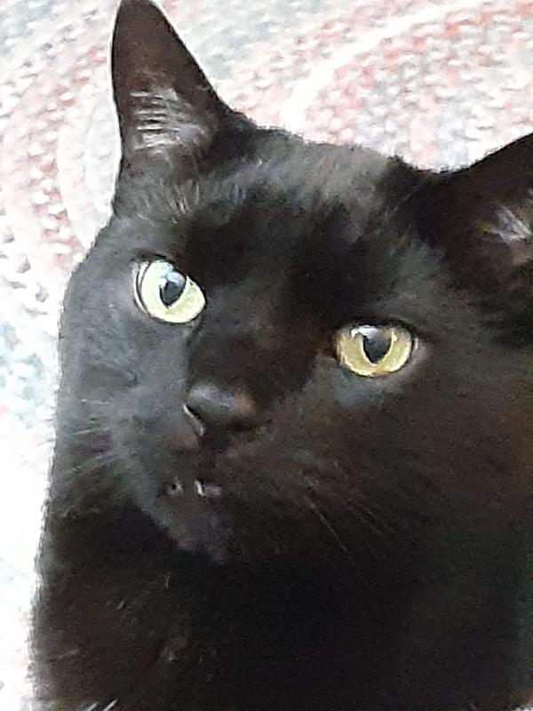 Chipper, in healthier days.