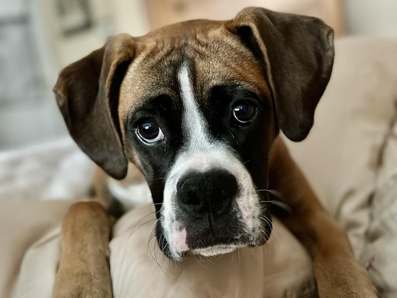 She loves eating them right up.