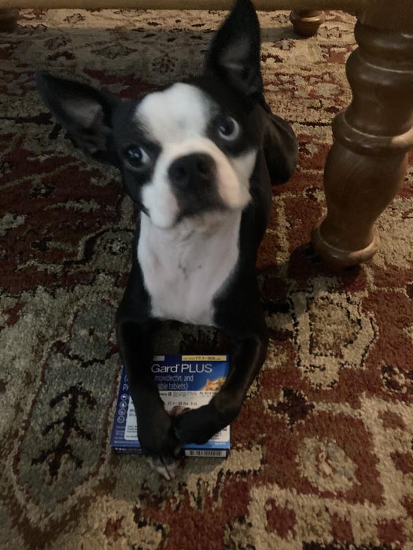 My Mini Boston Terrier Gus is happy he is protected!