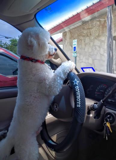 Delightful Dallas Taking a Drive