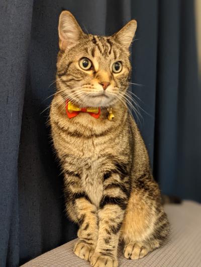 Orion looking dapper for the holidays. :)