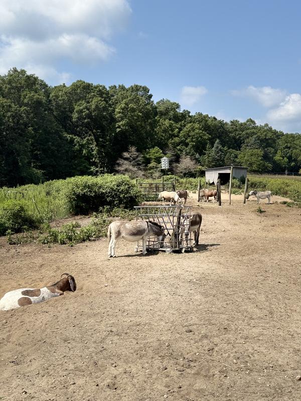 Most of the herd
