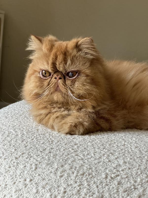 You can see his left eye (on the right in this pic) is the cloudier one. But the cloud was over almost his entire eye before he started on this.