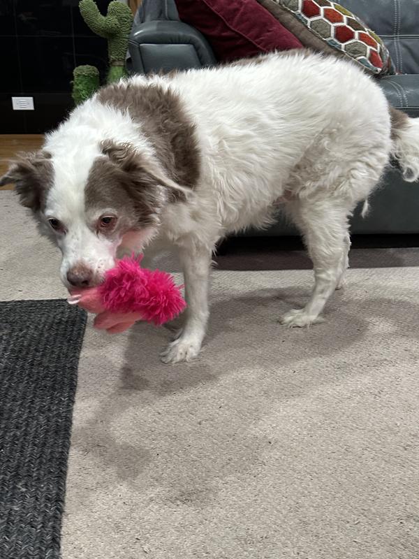 Carries it around everywhere!