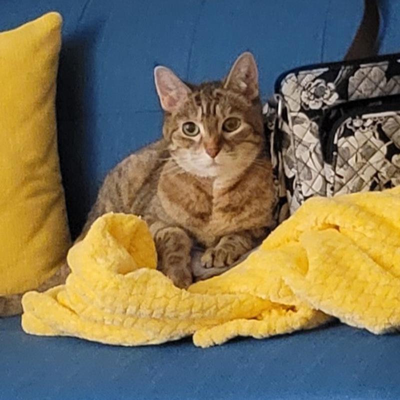 Tika