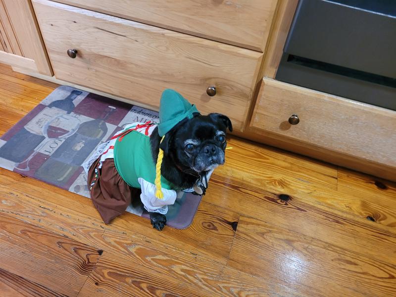 Our pug loves her German costume