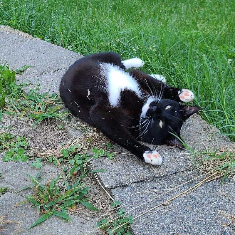 Mrs. Doris Tischel, Esq. (yes she is wearing the collar)