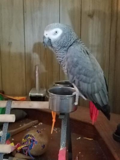 My birdie buddy "Lola"