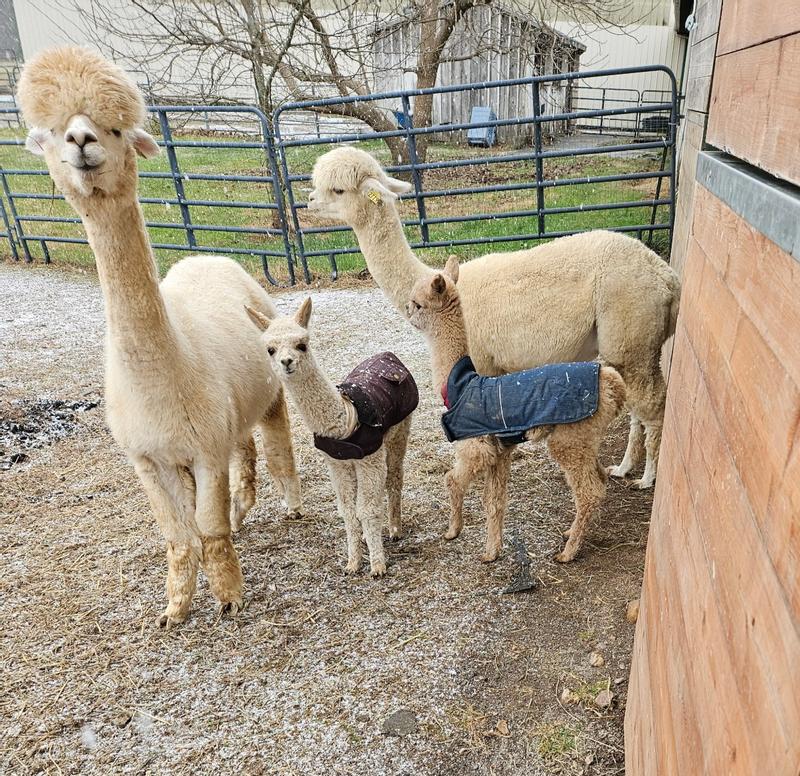 Alpaca babies keeping warm.