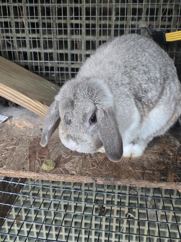 Layla bunny sniffed them and went back to her lil den