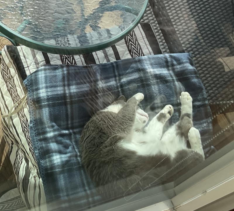 Enjoying the sun and not worrying about fleas and ticks!