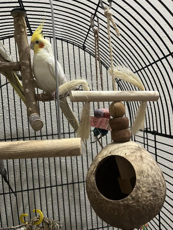 Maverick, Goose, & Phish with their new toy!