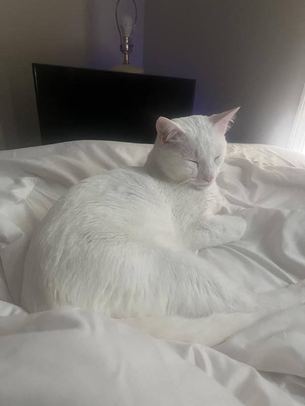 White cat on bed with white bed sheets.