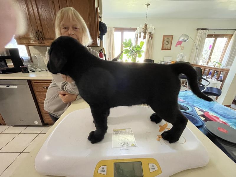 Beurer BY80 Digital Baby Scale, Infant Scale for Weighing in Pounds,  Ounces, or Kilograms up to 44 lbs with Hold Function, Pet Scale for Cats  and Dogs