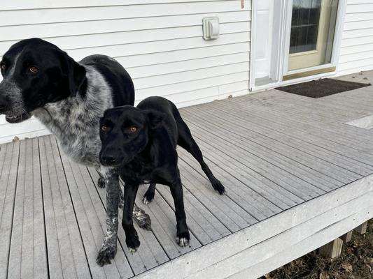 Diamond high energy dog food ingredients sales