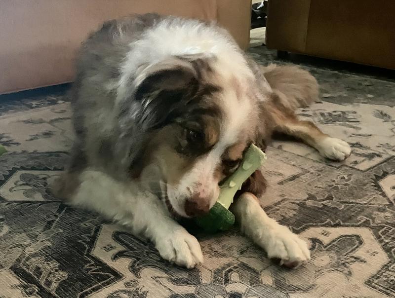 NYLABONE Power Chew Broccoli Dog Toy Bacon Cheese, Large