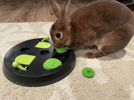 Trixie Strategy Game Flip Board for Rabbits