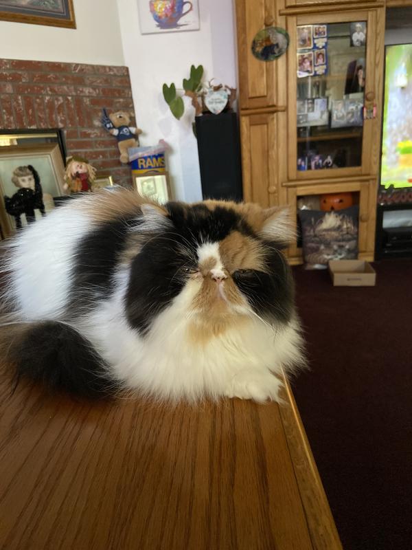 SMALL PET SELECT Hair Buster Fur Detangler Comb Cat, Dog & SmallPet