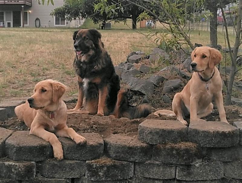 The old man and puppies