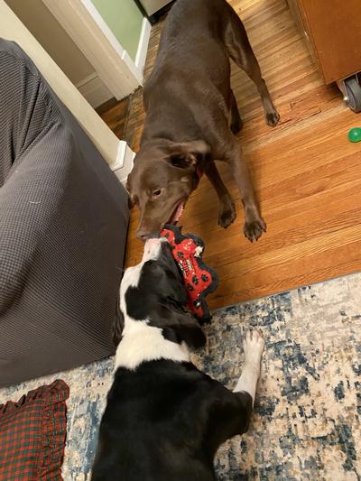 One 70 and one 50 lb dog tugging.