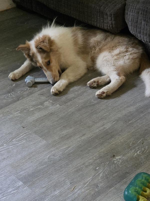 13 week rough collie chewing hammer