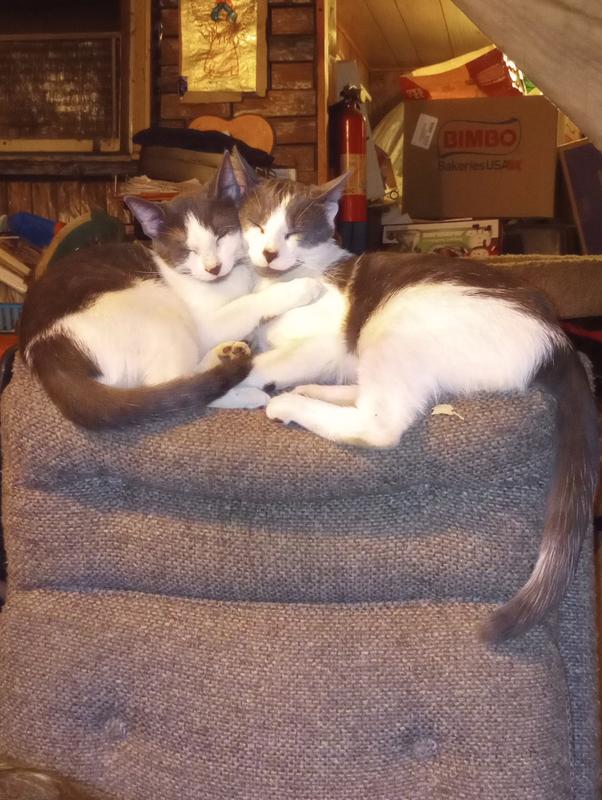 Beavis and Butt-Head