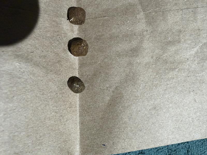 Shards of fish bone.