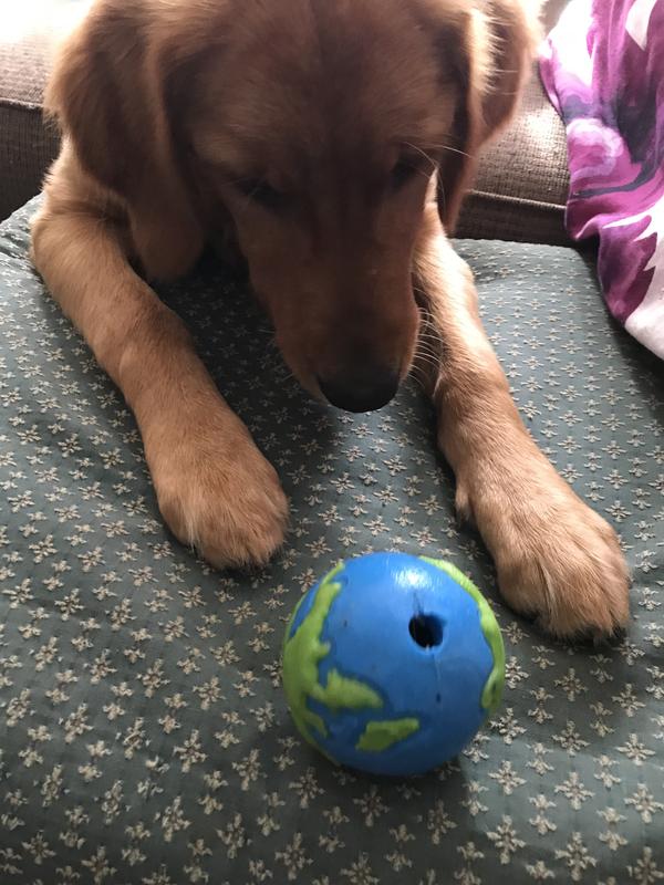 This is her newest ball, the medium size. I don’t know where the small one is but it’s the same color as the medium size.