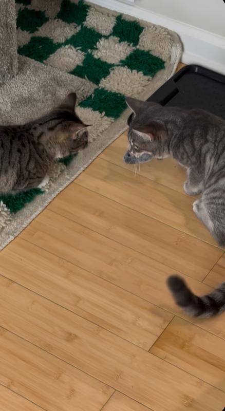 Billy & Skip with their new favorite toy