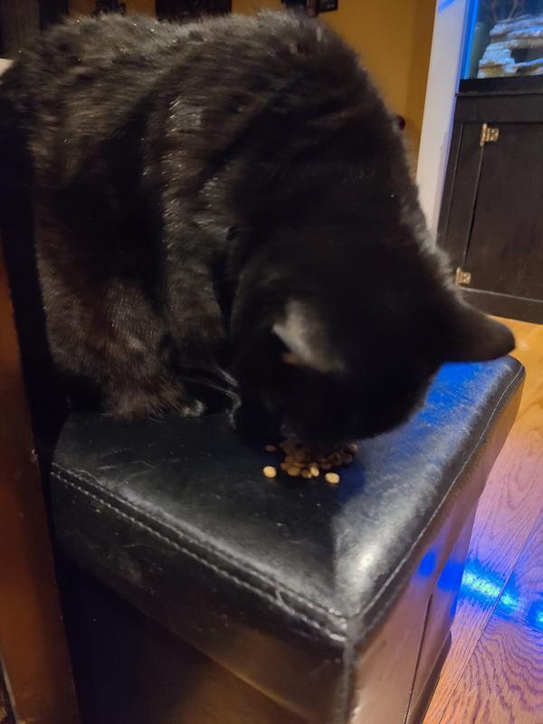 10 year old black cat loves it