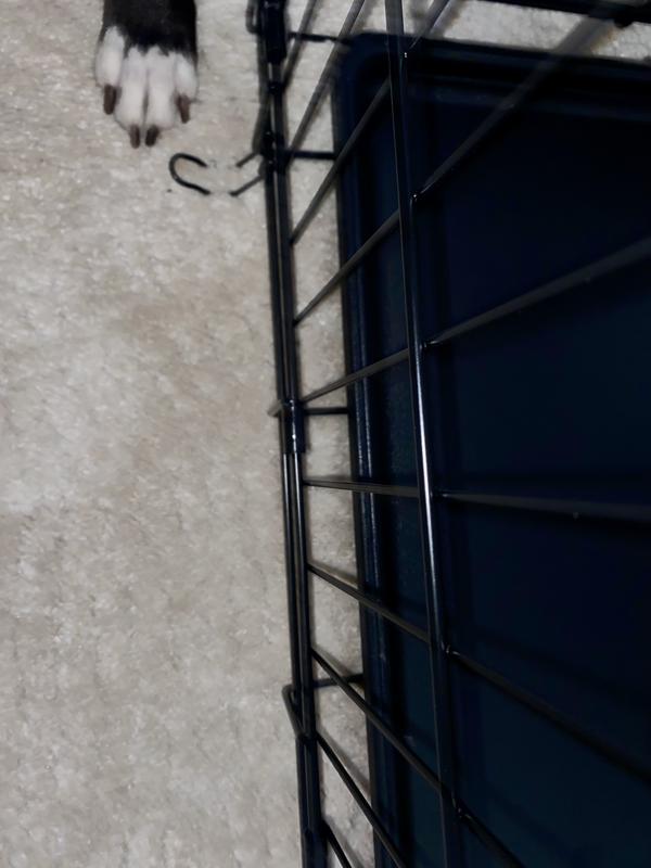 My dogs couldve had serous injury .