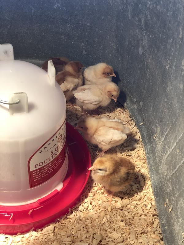 Our feathered friends